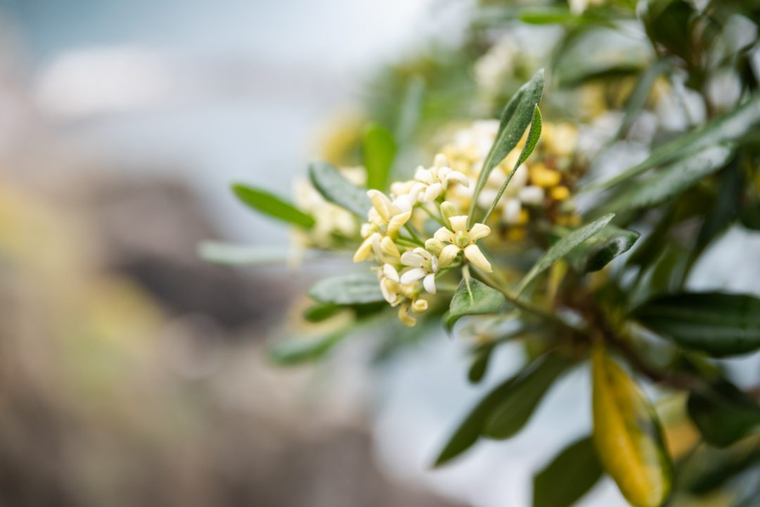 Végétation au Cinque Terre