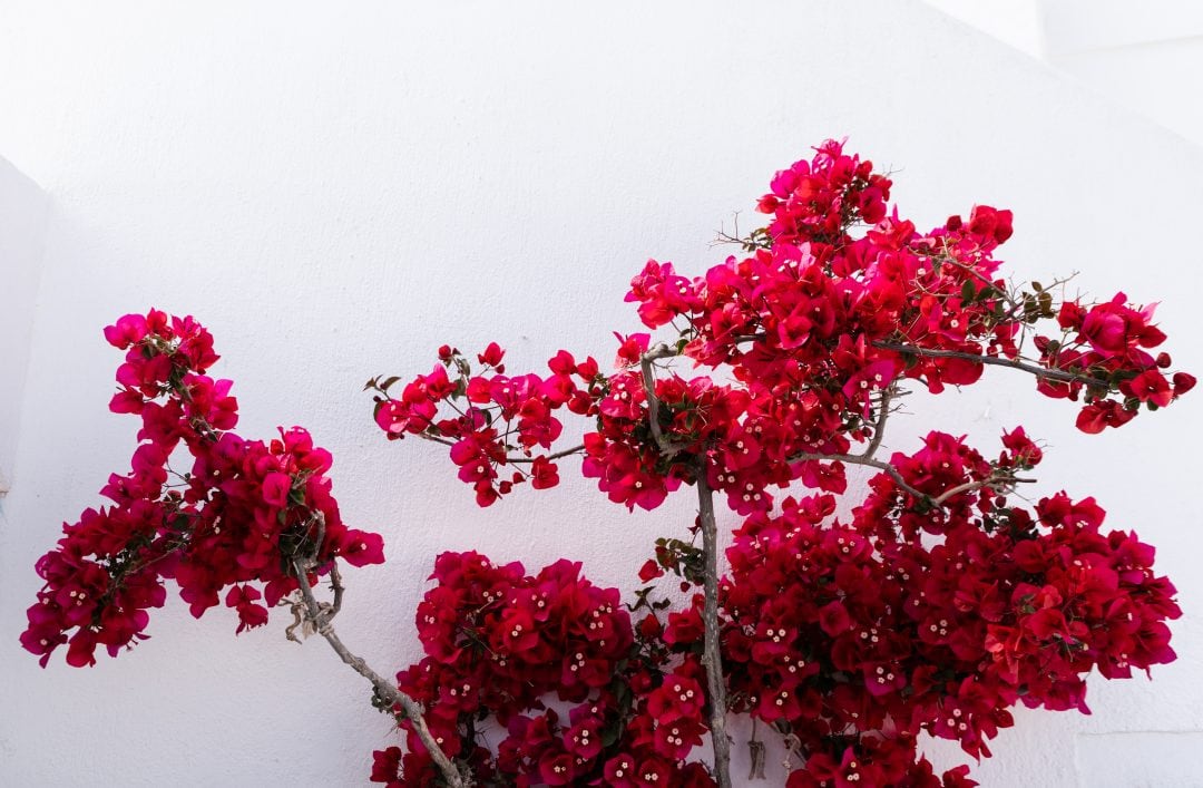 Bougainvilliers à Oia