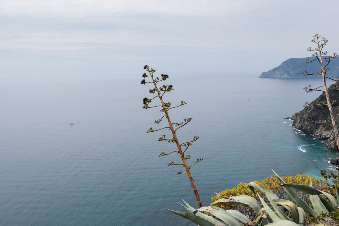 Nature sur les sentiers des Cinque Terre