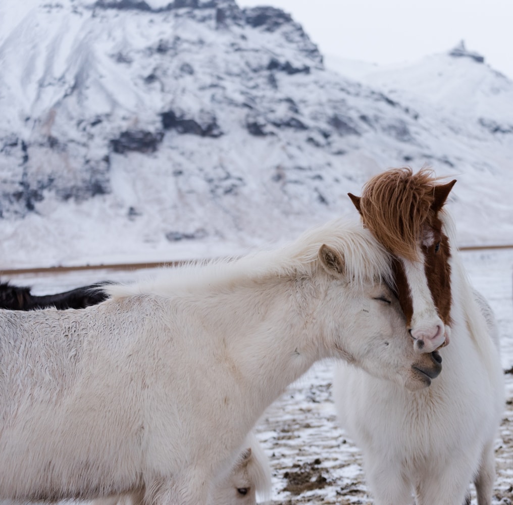 Chevaux islandais