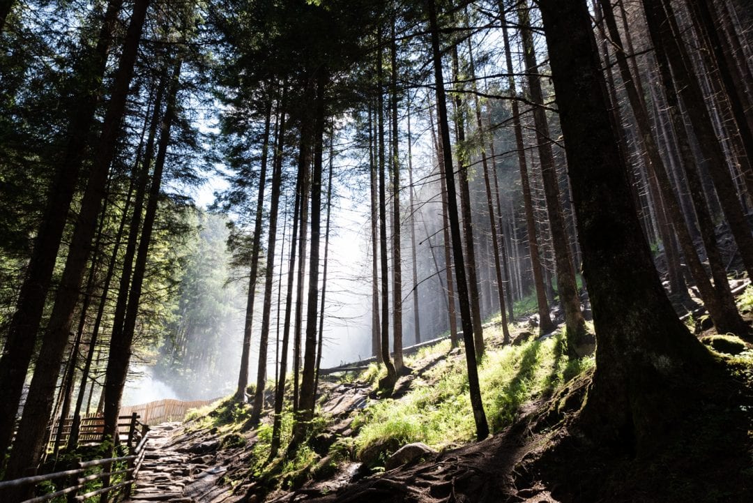 Bois au Parc naturel Vedrette de Ries