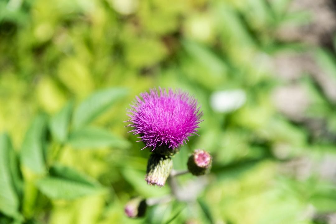 Fleur au Parc naturel Vedrette de Ries