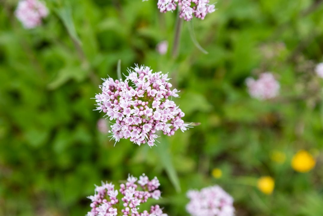 Fleurs Cinq Torri