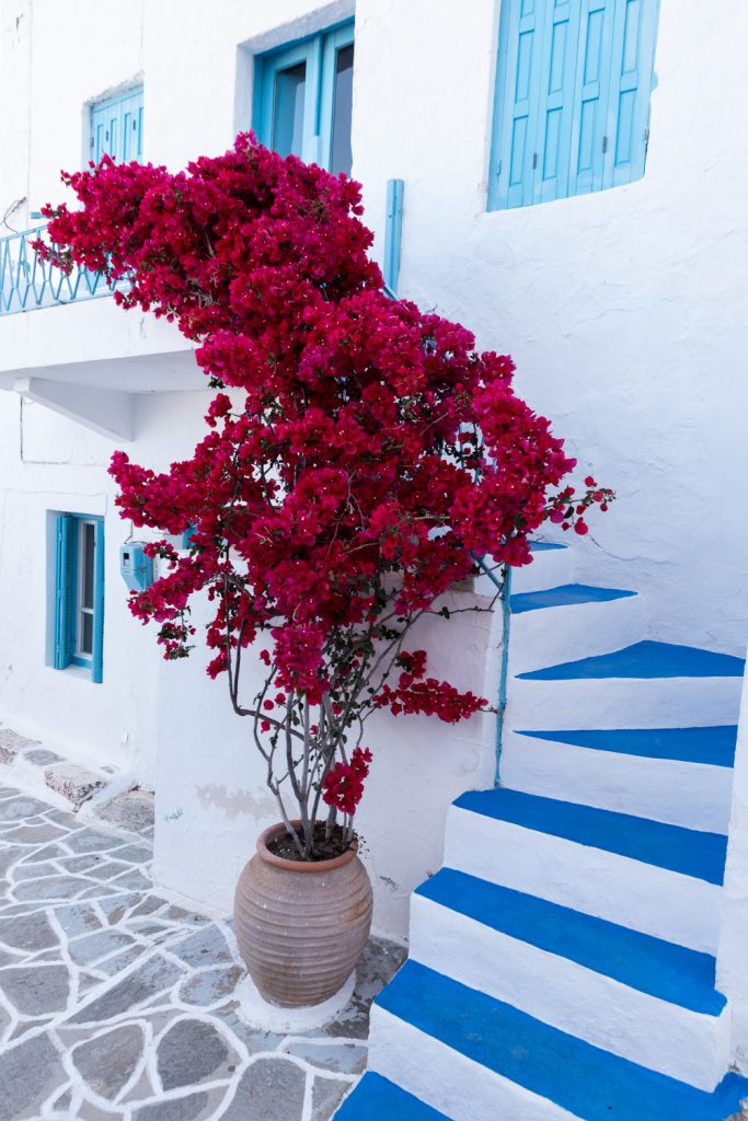 Bougainvillier en fleurs dans une ruelle de Plaka sur l'île de milos