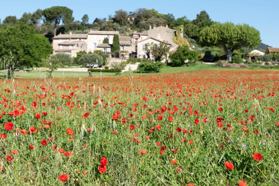 champs de coquelicots à Lourmarin