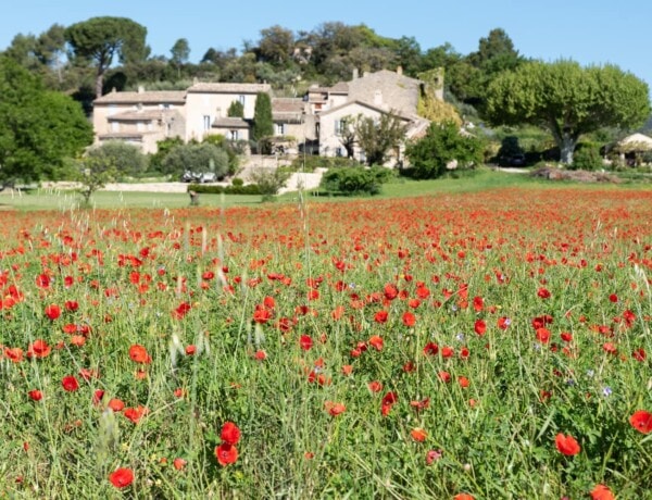 champs de coquelicots à Lourmarin