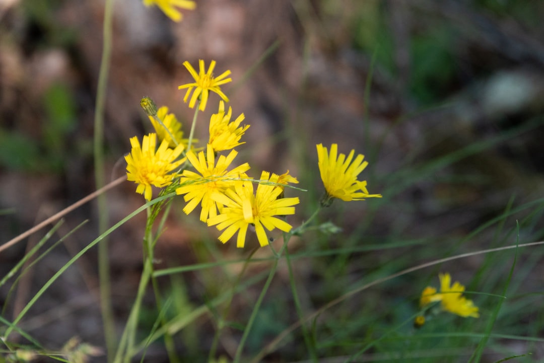 fleur dans le colorado provençal