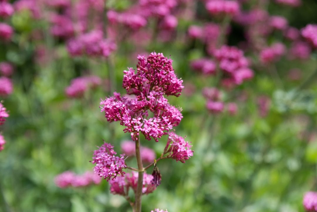 fleurs à Gordes