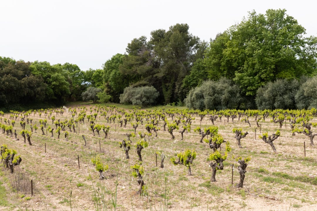 Vignes