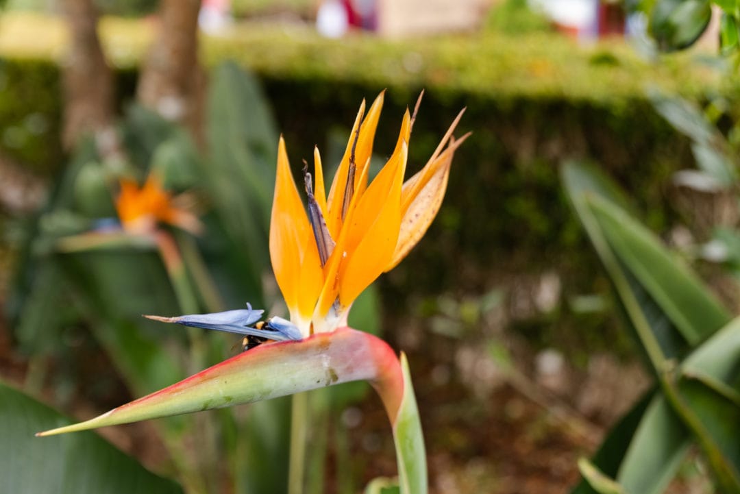 fleur de Madère
