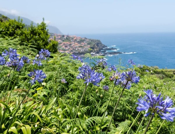 Madère île aux fleurs