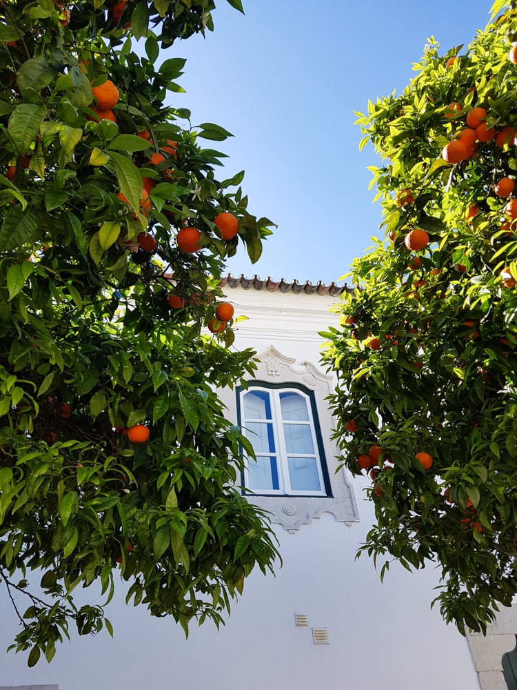 orangers à Faro