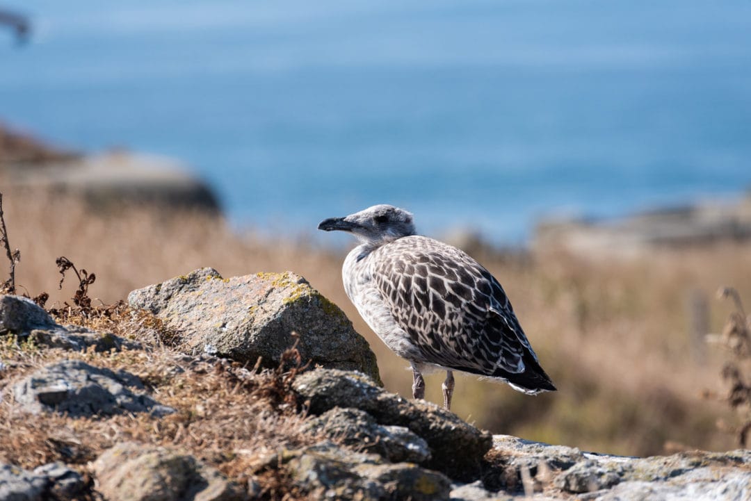 goeland Cézembre