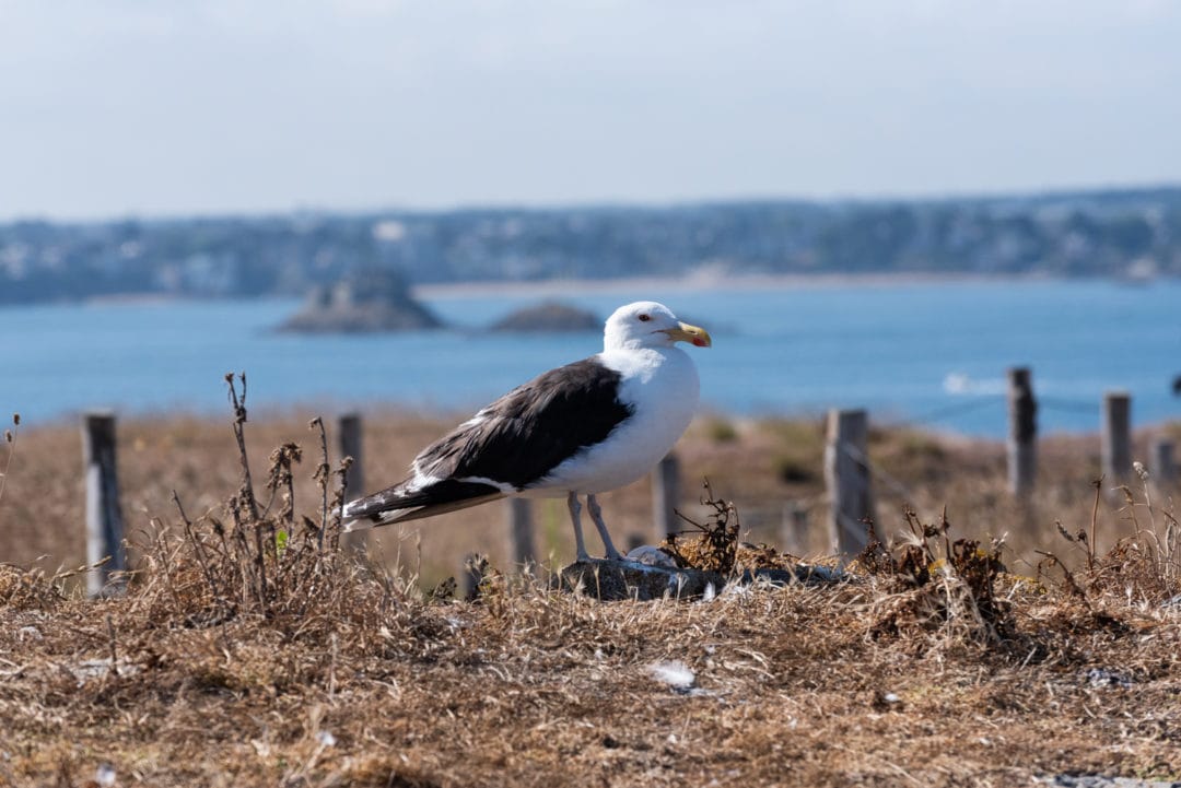 mouette Cézembre