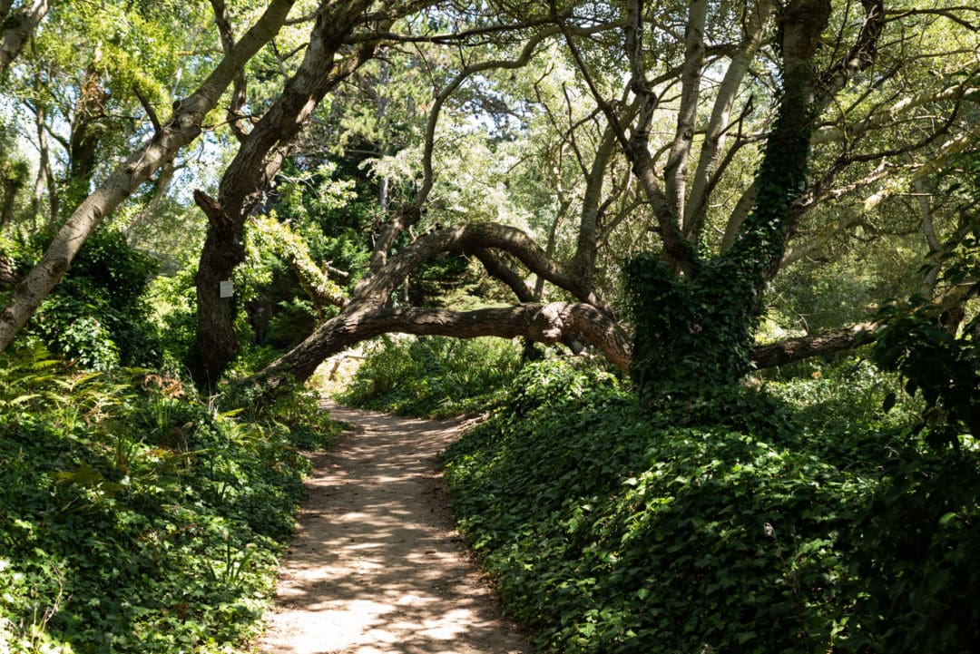 Sous Bois des Ebihens