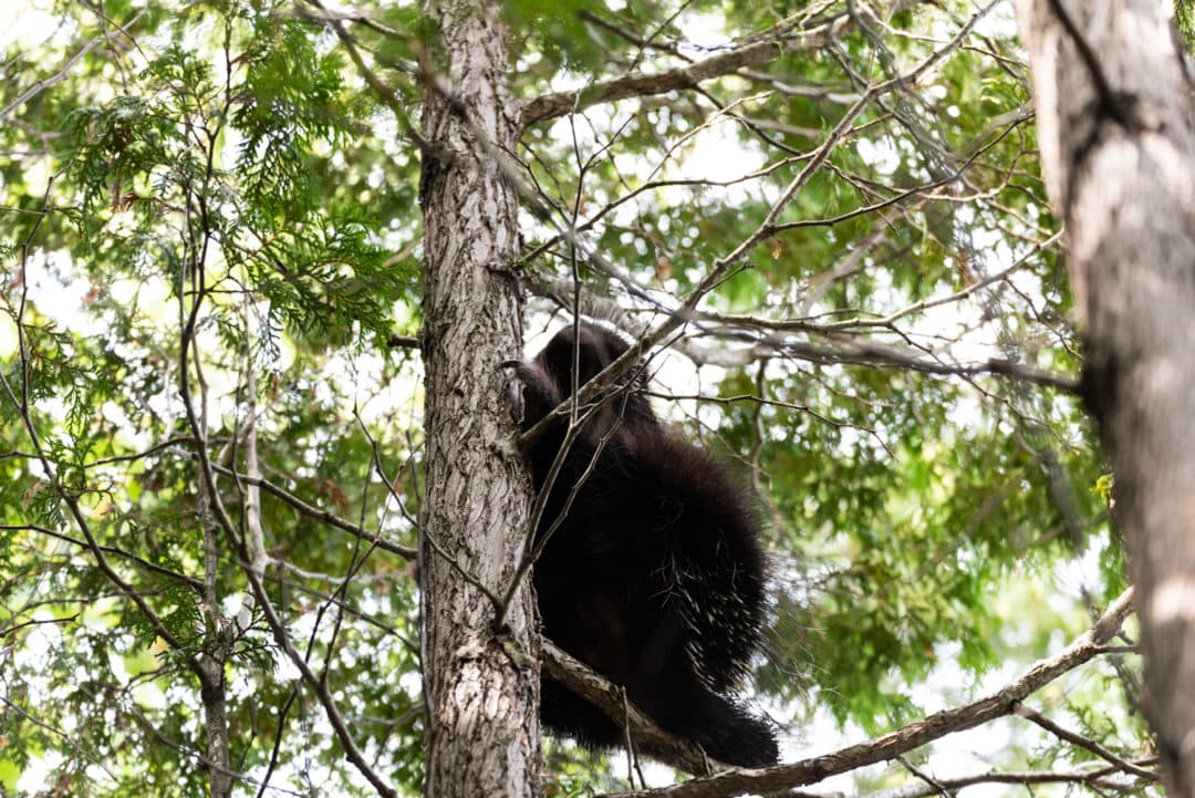 Porc épic parc national du fjord de Saguenay