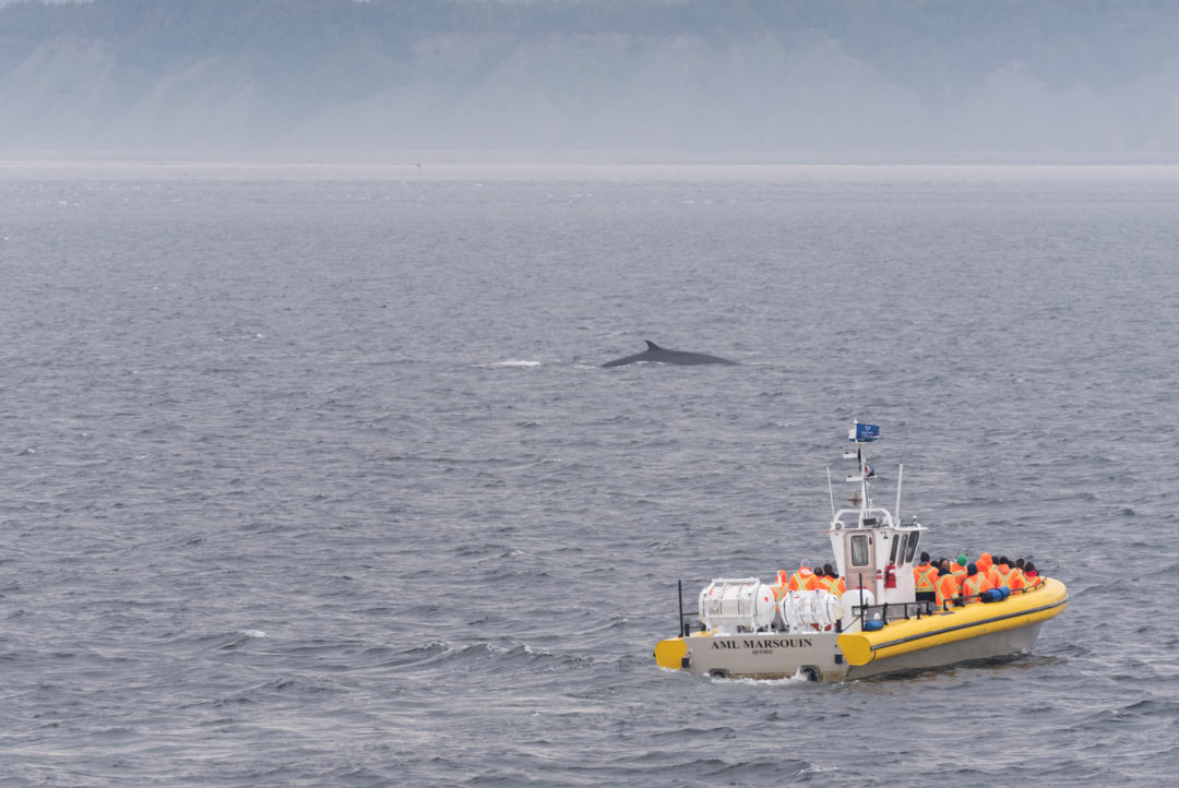 baleine à Tadoussac