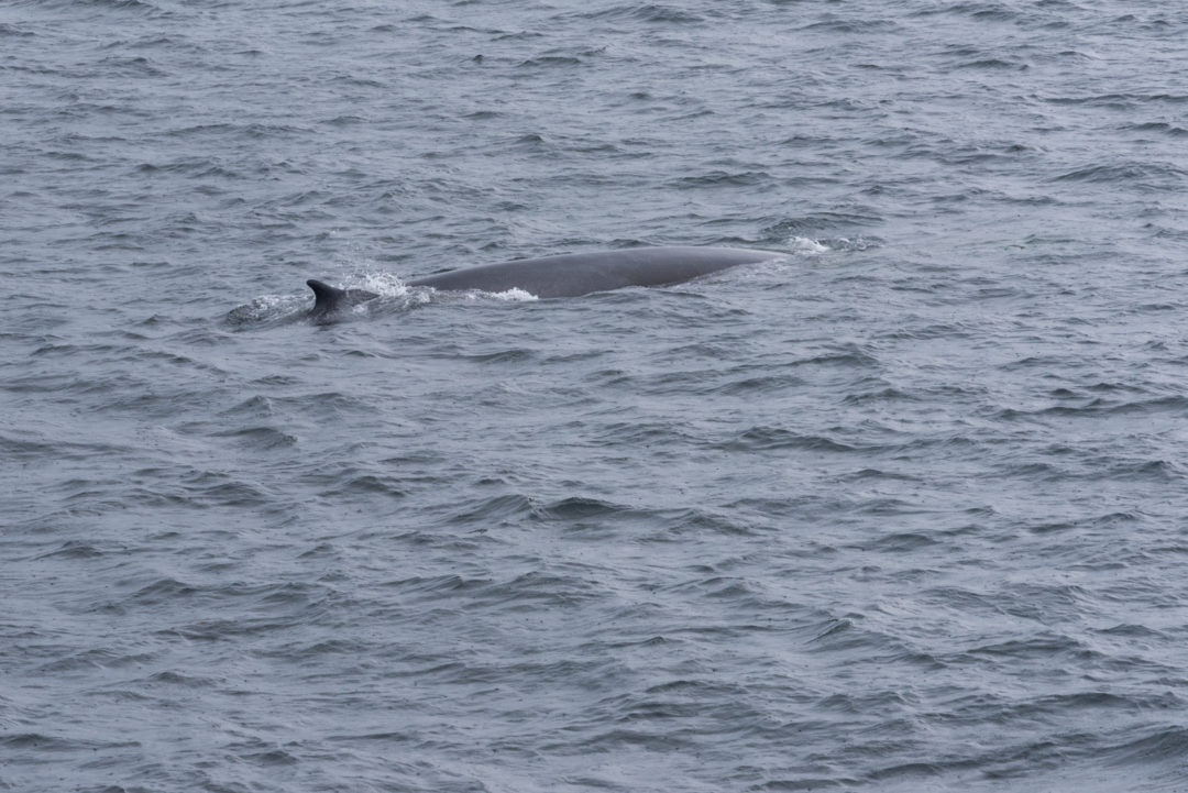 baleine québec