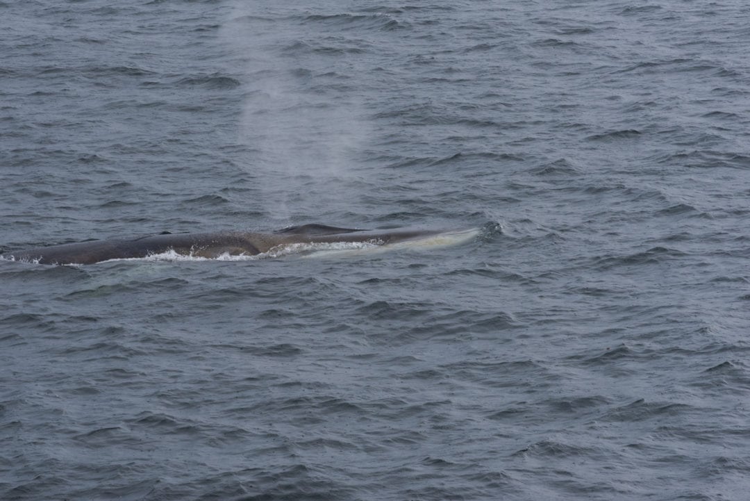 baleine à tadoussac