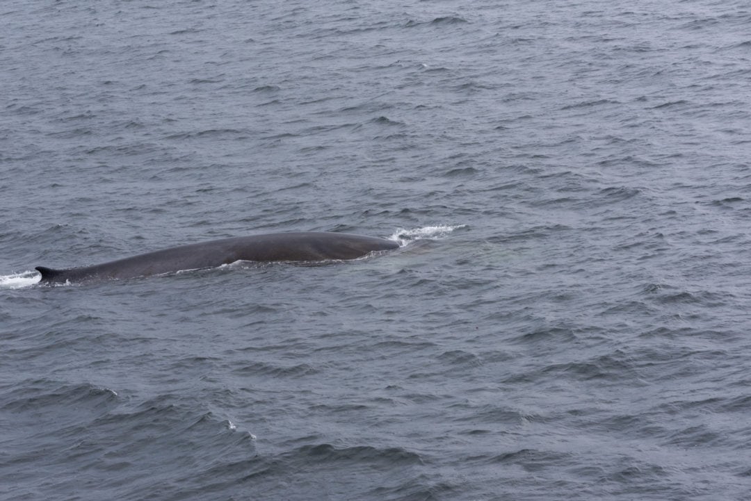 rorqual tadoussac