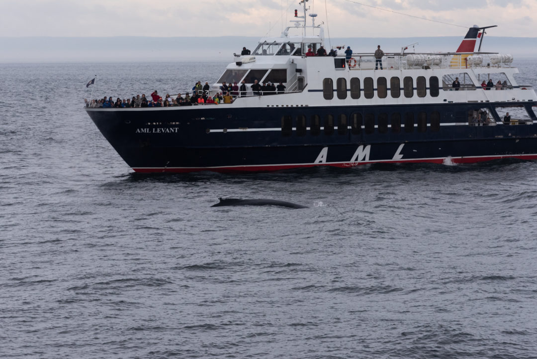 baleine tadoussac