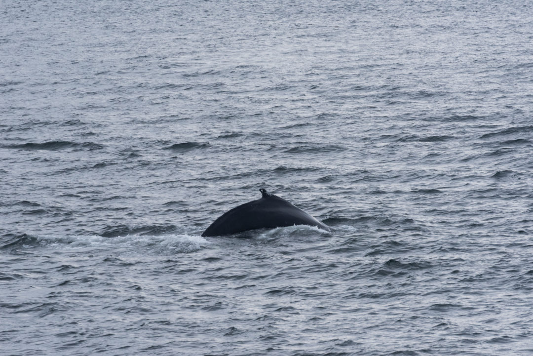 Observer les baleines à Tadoussac