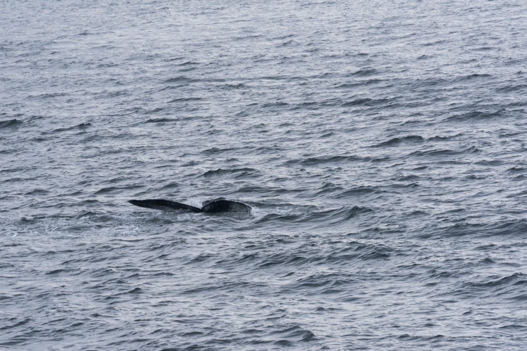 Observer les baleines à Tadoussac