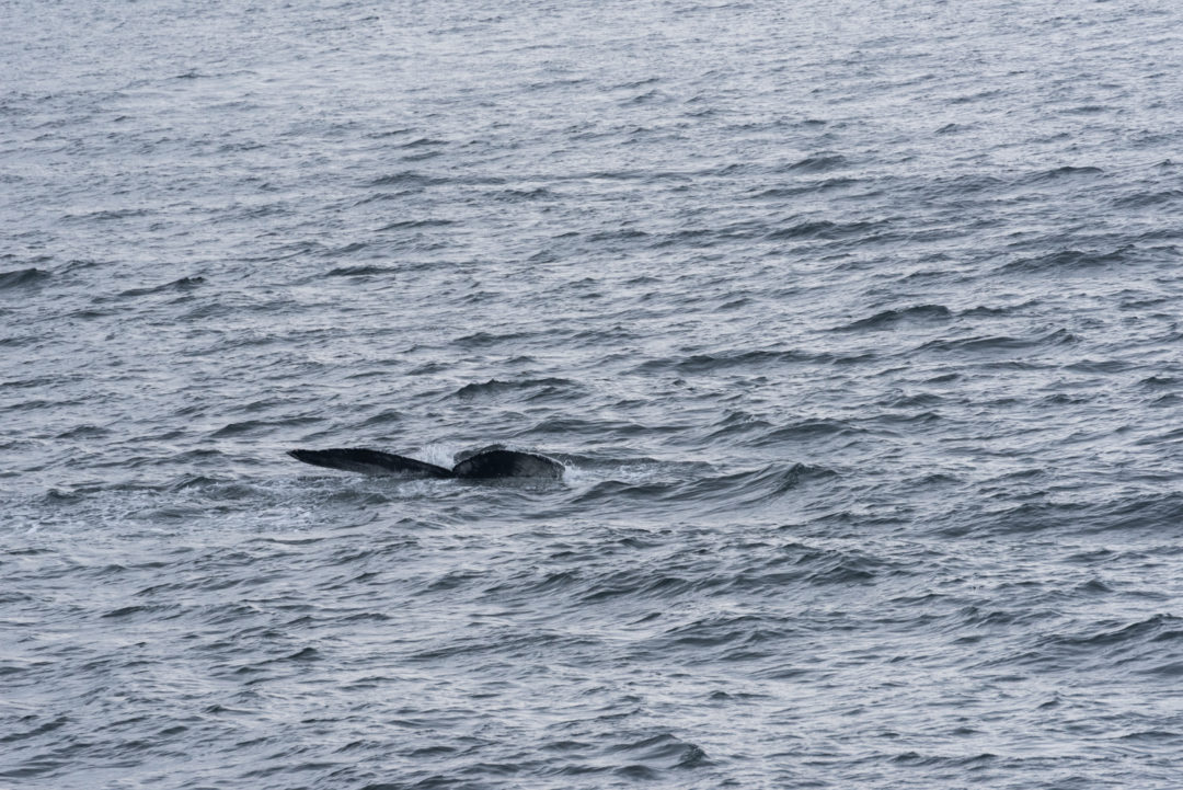 baleine tadoussac