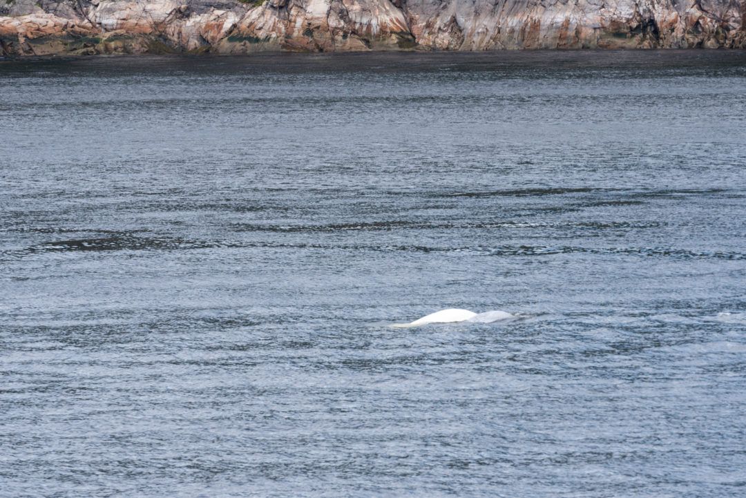 beluga fjord Saguenay