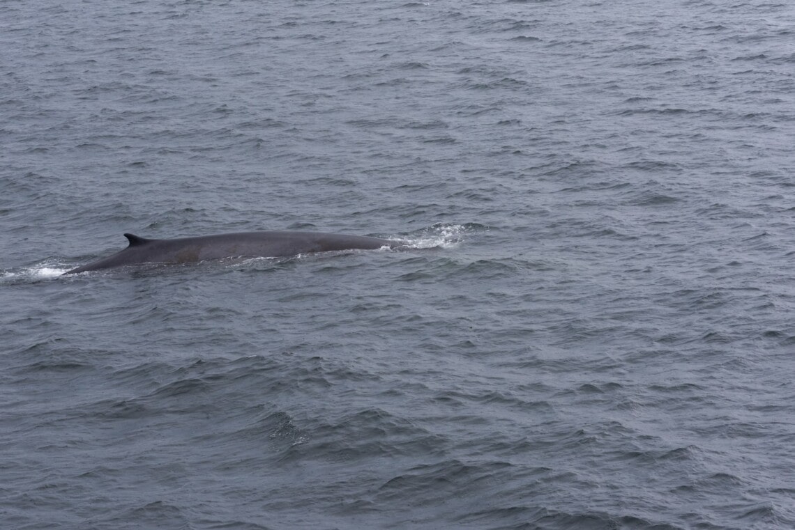 baleine tadoussac