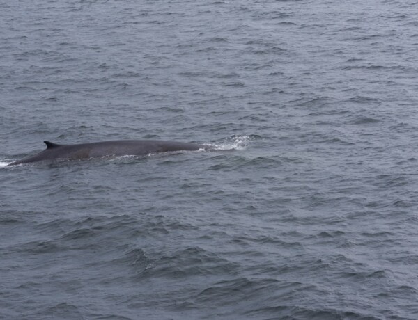 baleine tadoussac