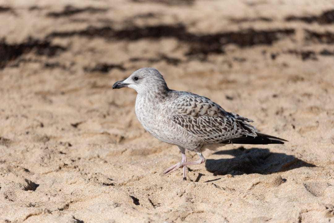 Mouette à Saint-Malo