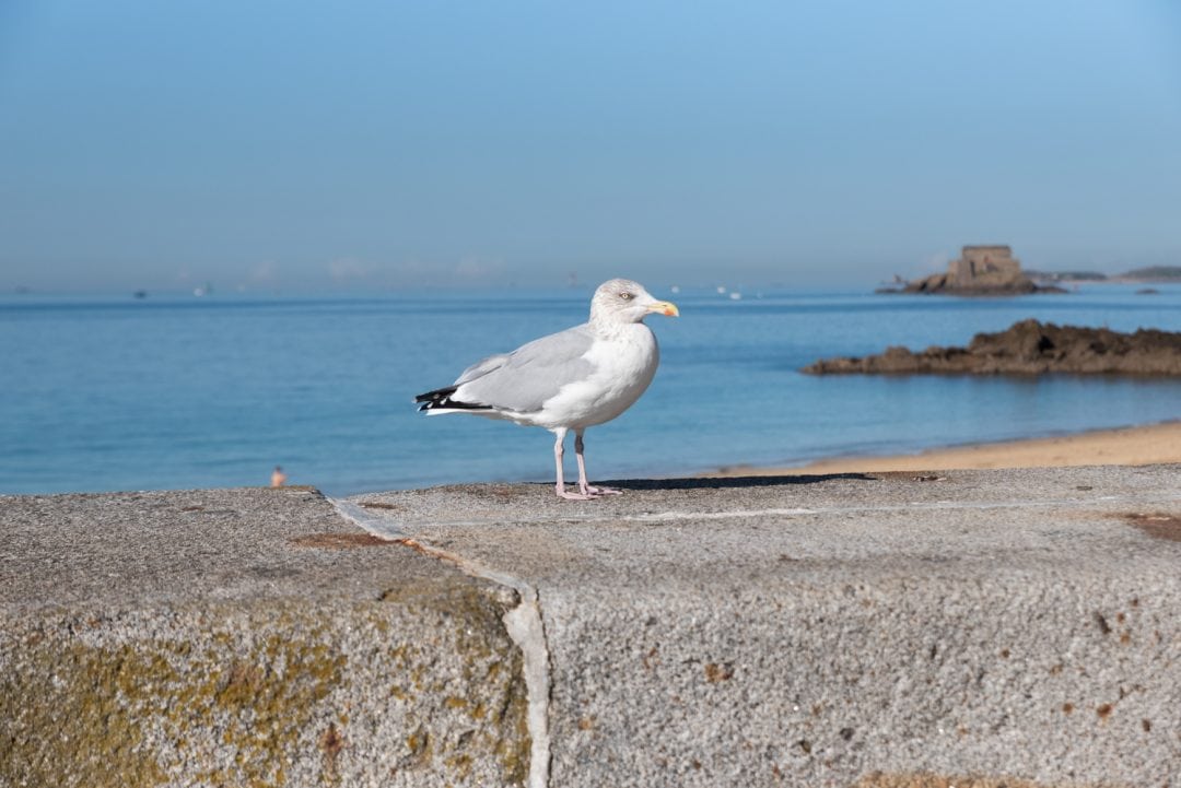 Mouette à Saint-Malo