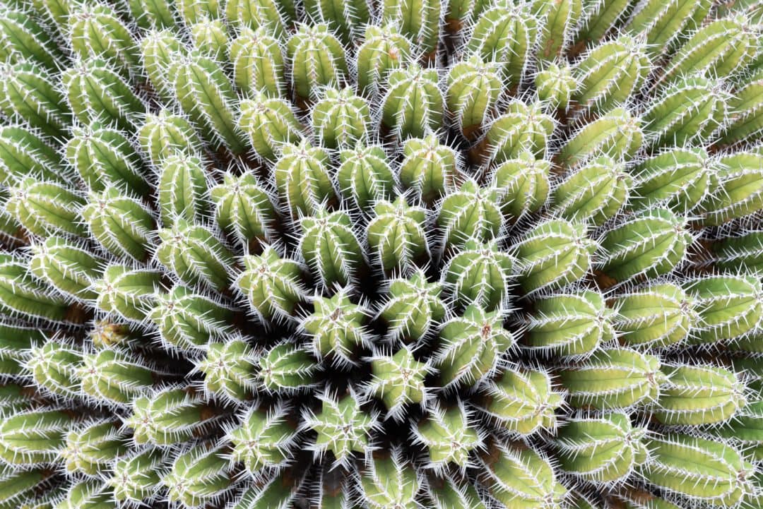 Cactus à Lanzarote
