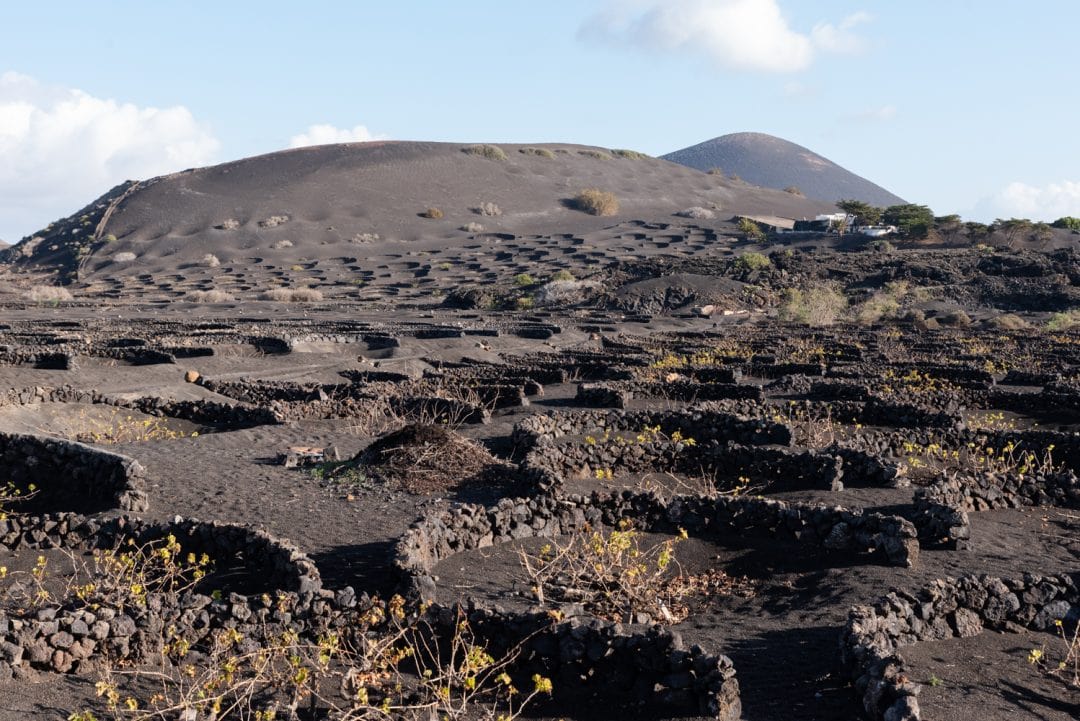 Vignes de Lanzarote