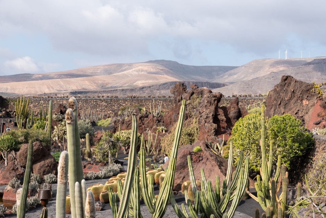 le jardin de cactus à Lanzarote