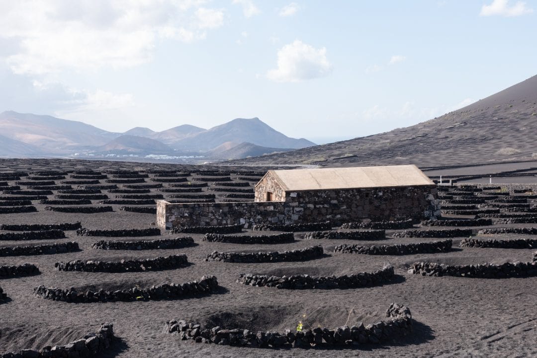 Vignes de Lanzarote