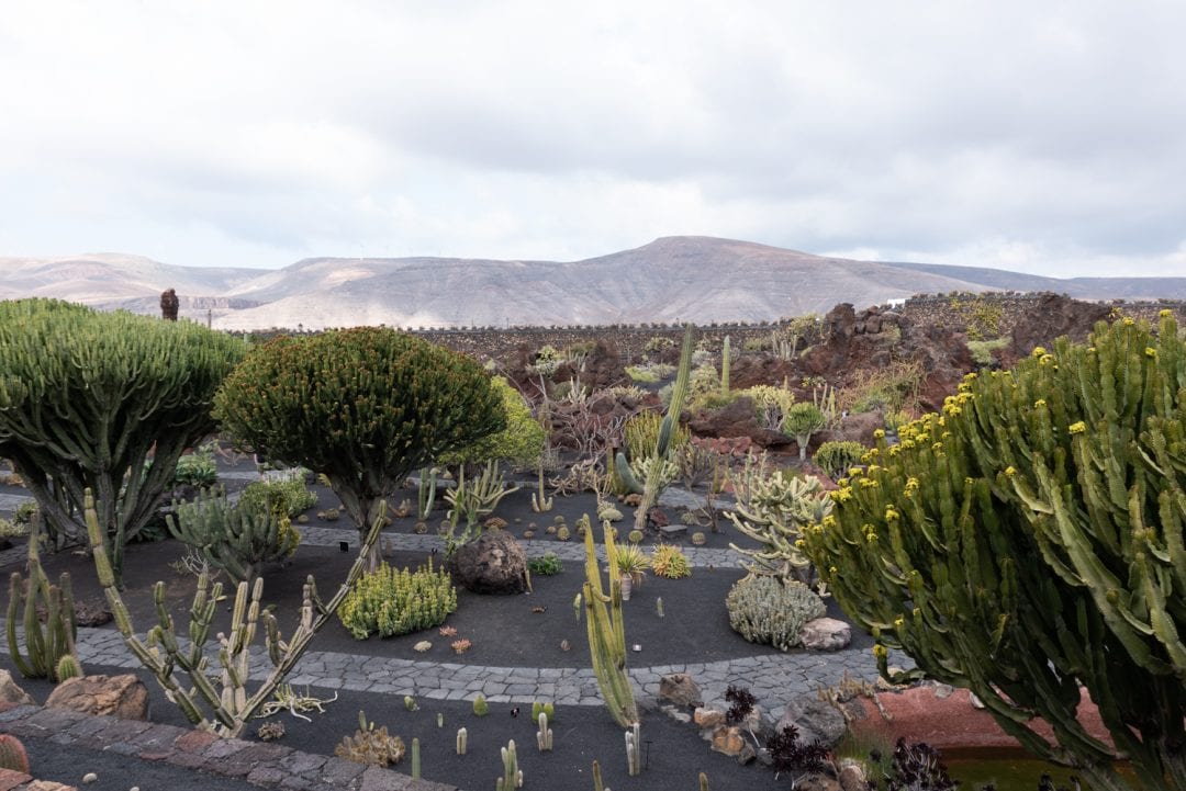 jardin de cactus à lanzarote