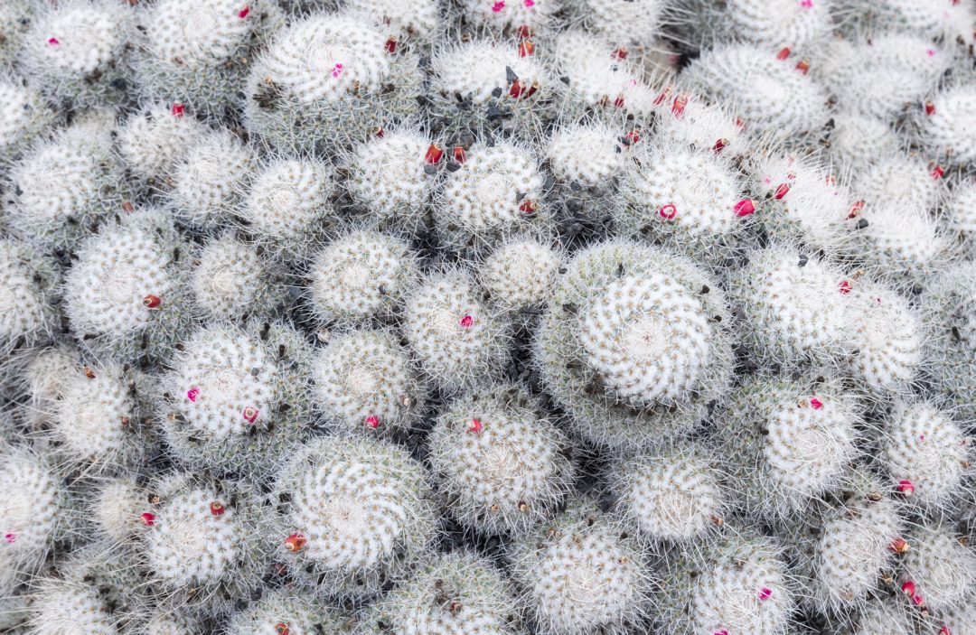 cactus lanzarote