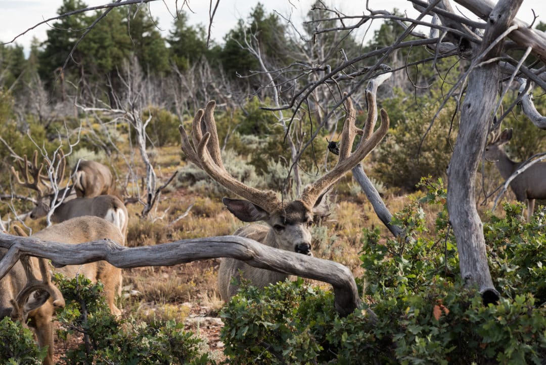 faune à grand canyon