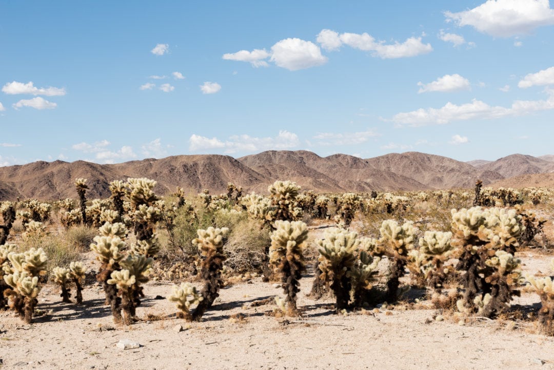 Joshua Tree