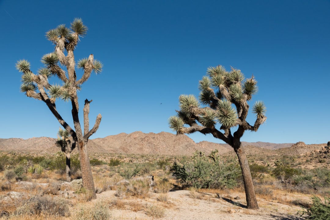 Joshua Tree