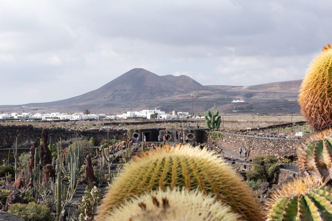 Jardin de Cactus