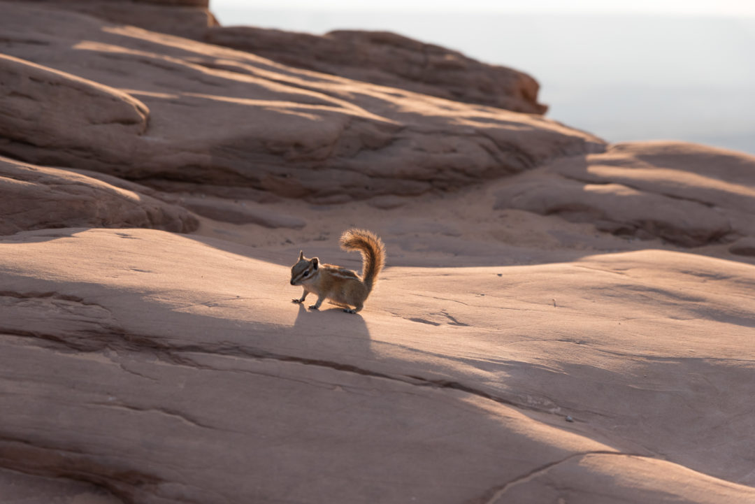 écureuil à Mesa Arch