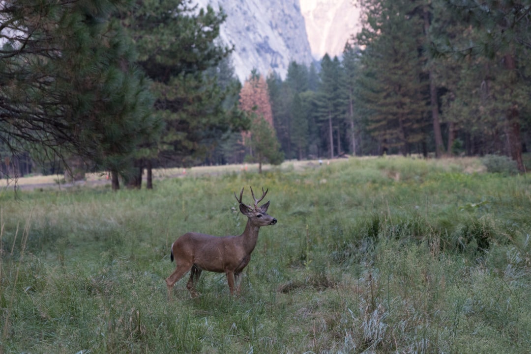 Biche au parc Yosemite