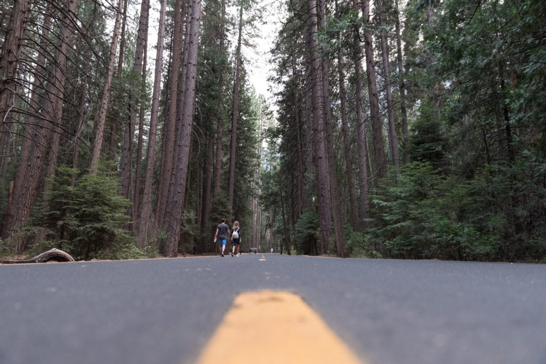 forêt de Yosemite