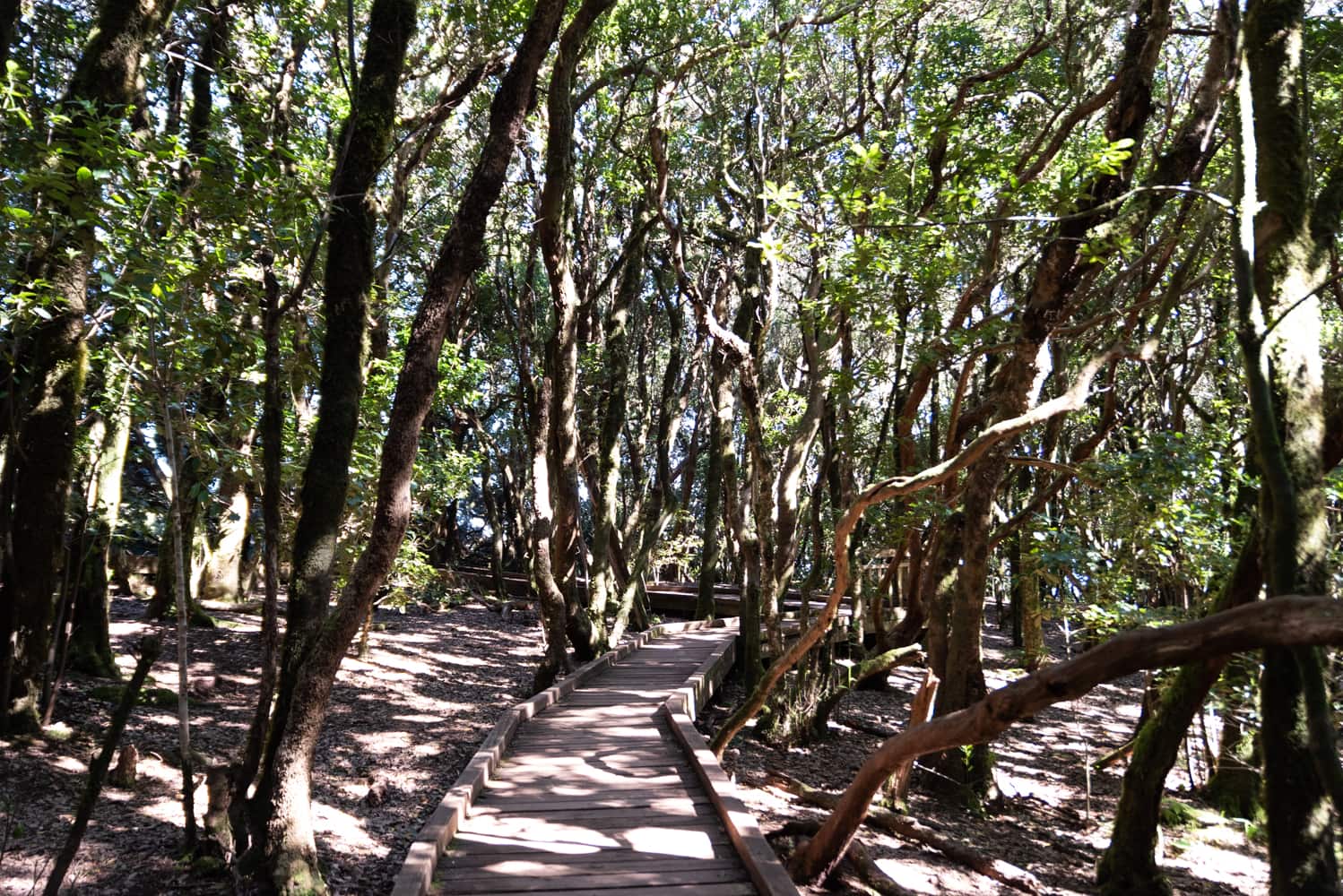 le sendero de Los Sentidos