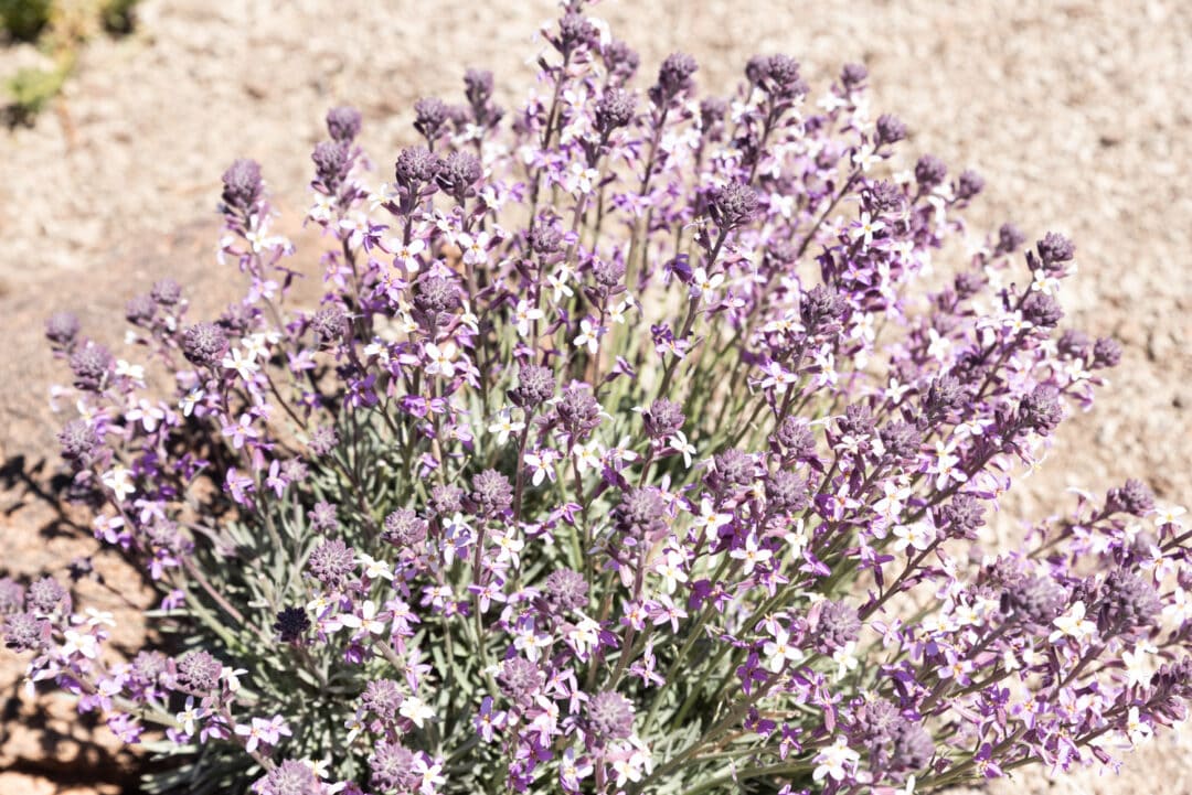 fleurs au parc national de tenerife