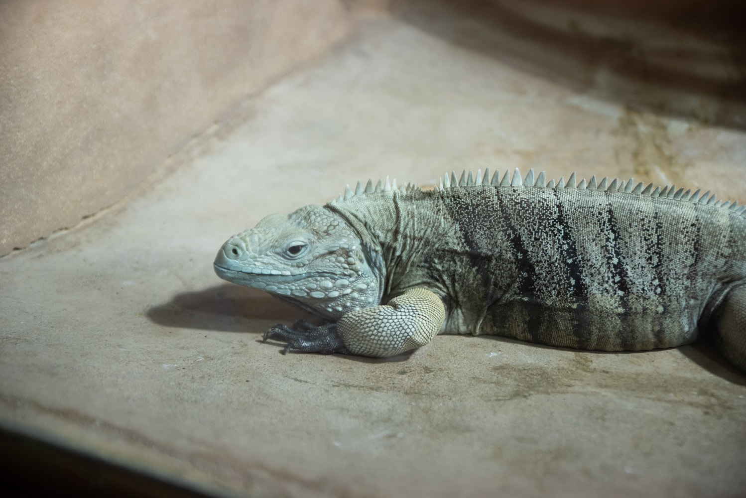 iguane-alligator-bay