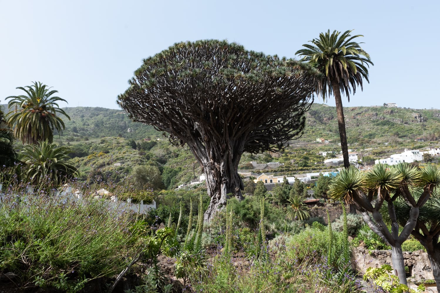 parque del drago icod de los vinos